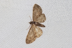 Eupithecia kuroshio