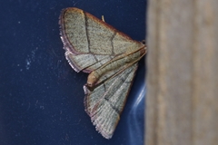 Orthopygia repetita
