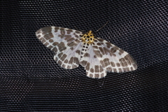 Pogonopygia nigralbata nigralbata