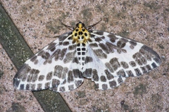 Pogonopygia nigralbata nigralbata