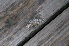 Pogonopygia nigralbata nigralbata