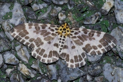 Pogonopygia nigralbata nigralbata