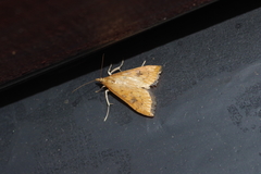 Udea ferrugalis