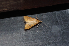 Udea ferrugalis