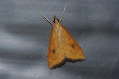 Udea ferrugalis