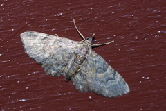 Gymnoscelis esakii