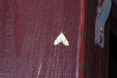 Cirrhochrista kosemponialis