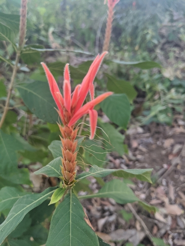 Aphelandra scabra image