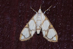 Cirrhochrista kosemponialis