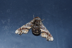 Eutelia adulatricoides