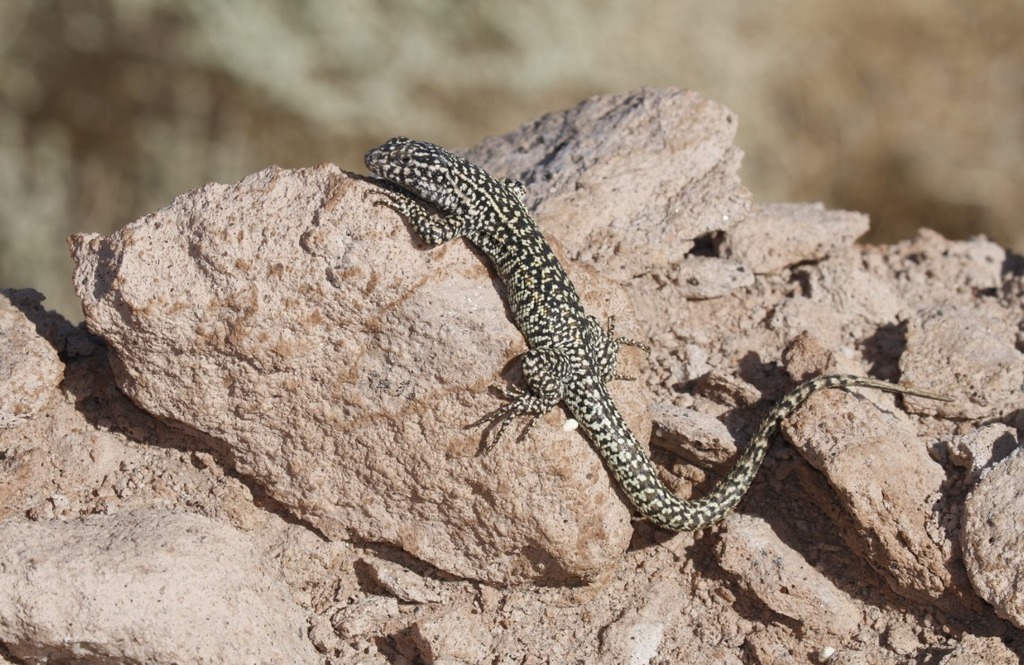 Constanze's Tree Iguana