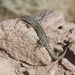 Antofagasta Smooth-throated Lizard - Photo (c) herpetomaps, some rights reserved (CC BY-NC), uploaded by herpetomaps