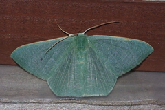 Thalassodes intaminata