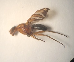 Tritoxa incurva