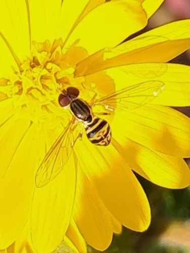 Unknown species found near Hope Mills, NC, USA