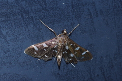 Bocchoris inspersalis