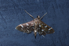Bocchoris inspersalis