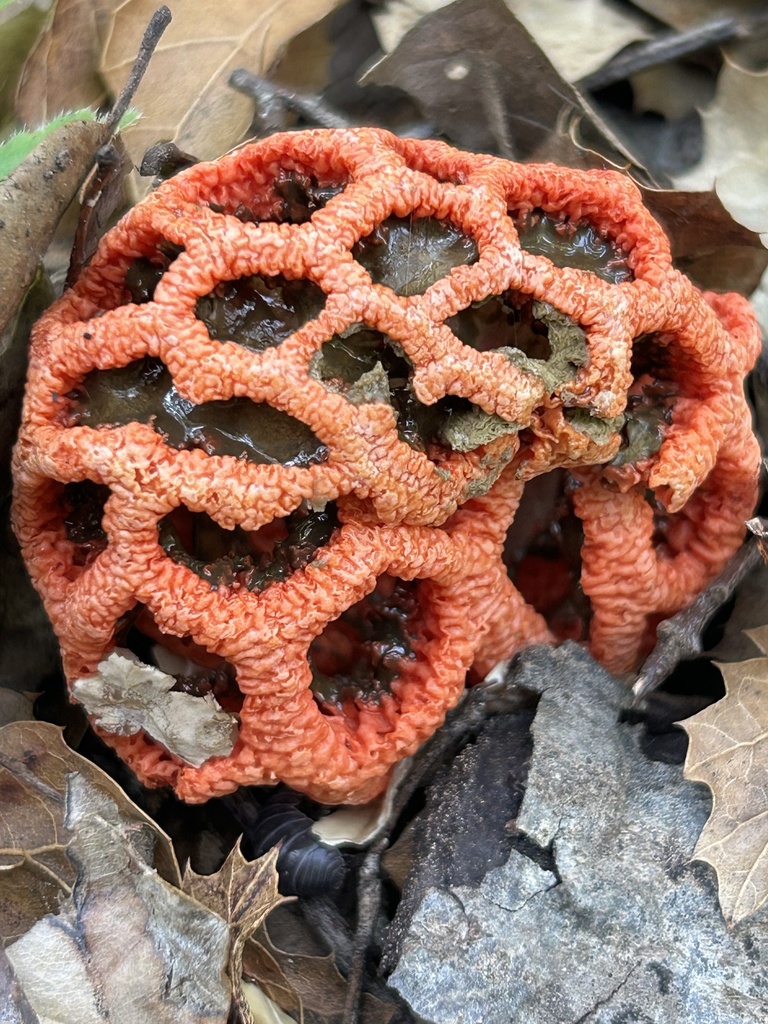 Clathrus ruber · November 2025 · photo: © aheyman1 (iNaturalist, cc-by-nc)