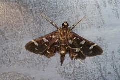 Bocchoris inspersalis