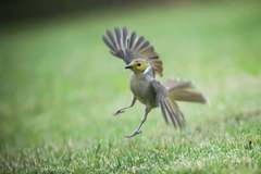 Ptilotula penicillata