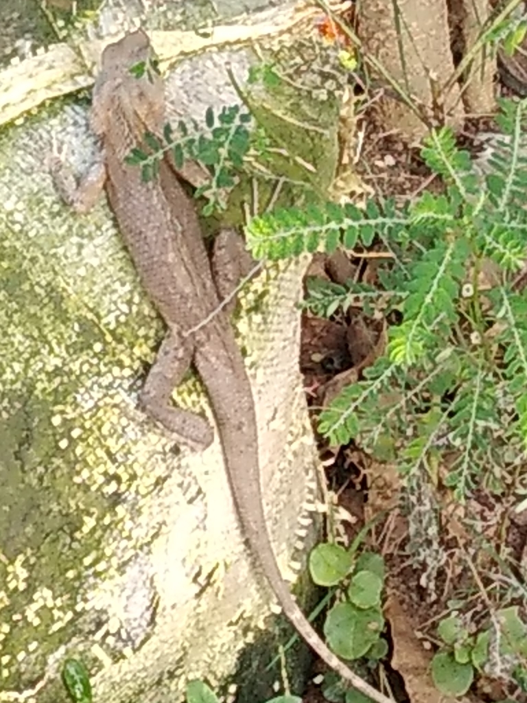 Oriental Garden Lizard from 66/1823 Selliamman koil street karanthai,  Thanjavur, 613002, South Rampart, Thanjavur, Tamil Nadu 613002, India on  January 04, 2020 at 05:03 PM by M Panchapakesan · iNaturalist Guatemala