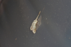 Pingasa ruginaria