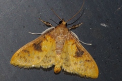 Pachynoa sabelialis