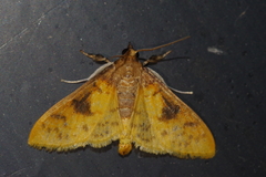 Pachynoa sabelialis