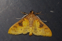 Pachynoa sabelialis