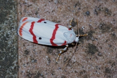 Cyana unipunctata