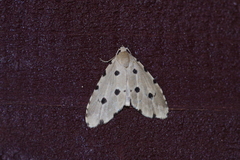 Metaemene atrigutta maculata