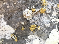 Polycauliona coralloides