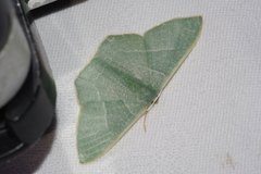 Pelagodes proquadraria