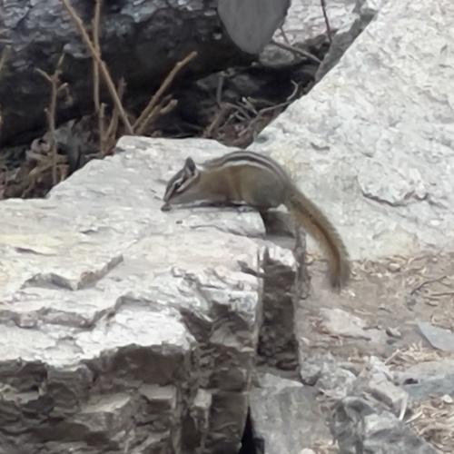 Least Chipmunk observed by maui_manini