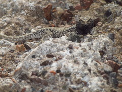 Liolaemus rosenmanni