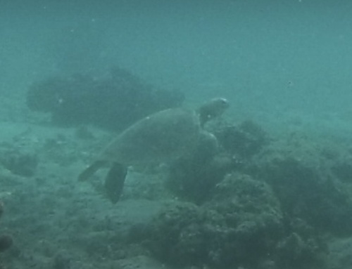 Chelonia mydas