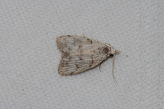 Nola thyrophora