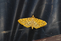 Conogethes punctiferalis