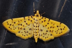 Conogethes punctiferalis