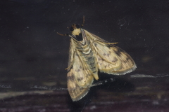 Conogethes punctiferalis