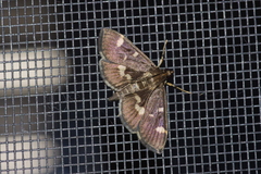 Herpetogramma luctuosalis