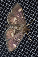 Herpetogramma luctuosalis