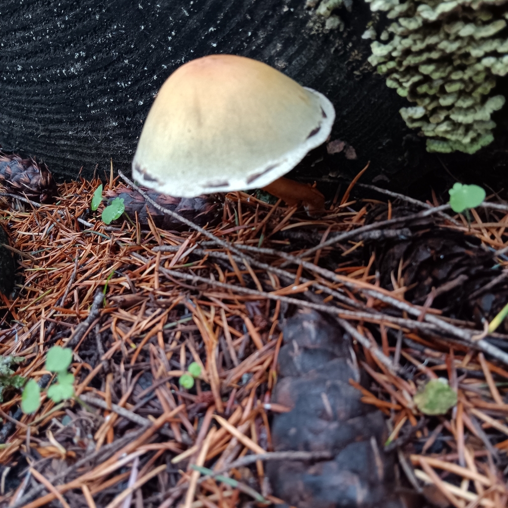 Hypholoma capnoides · November 2025 · photo: © doppelganger (iNaturalist, cc0)