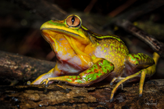 Emerald Forest Frog photo 2
