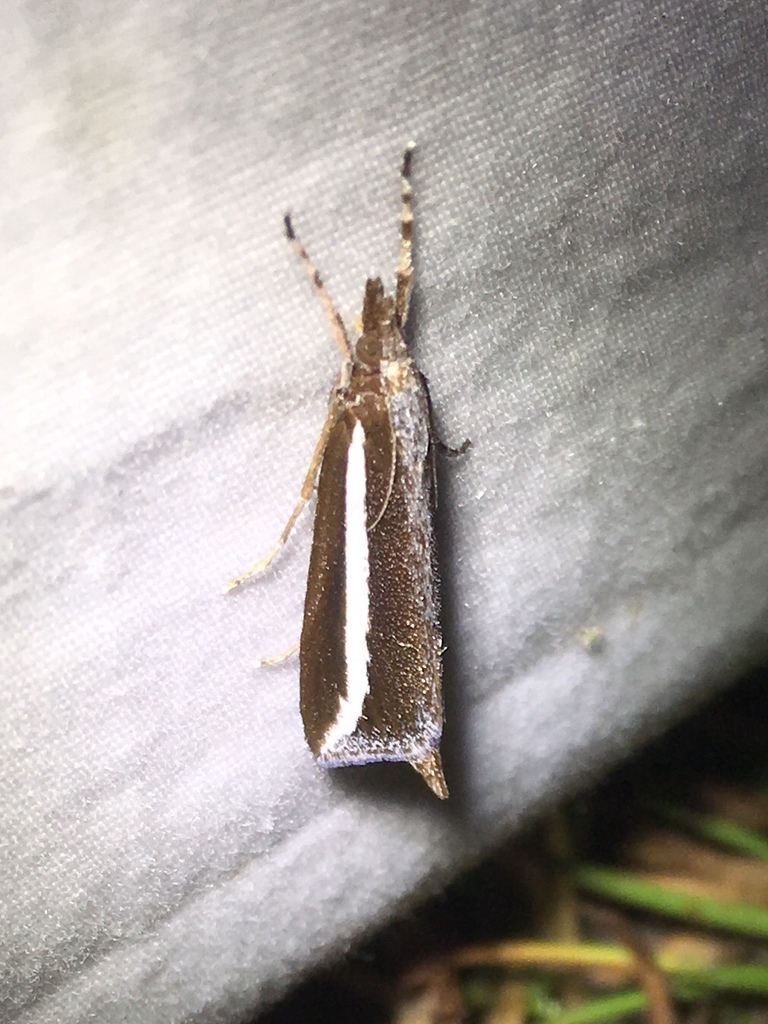 Reed-boring Crambid Moth