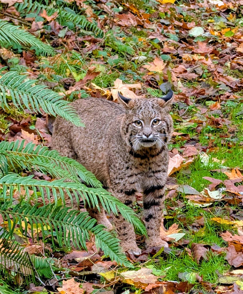 Bobcat from Port Hadlock-Irondale, WA, USA on November 12, 2025 at 11: ...