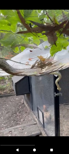 Coastal Carpet Python sighting