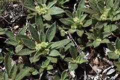 Ditaxis acaulis