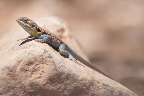 Red-barred Crevice-dragon, Ctenophorus vadnappa