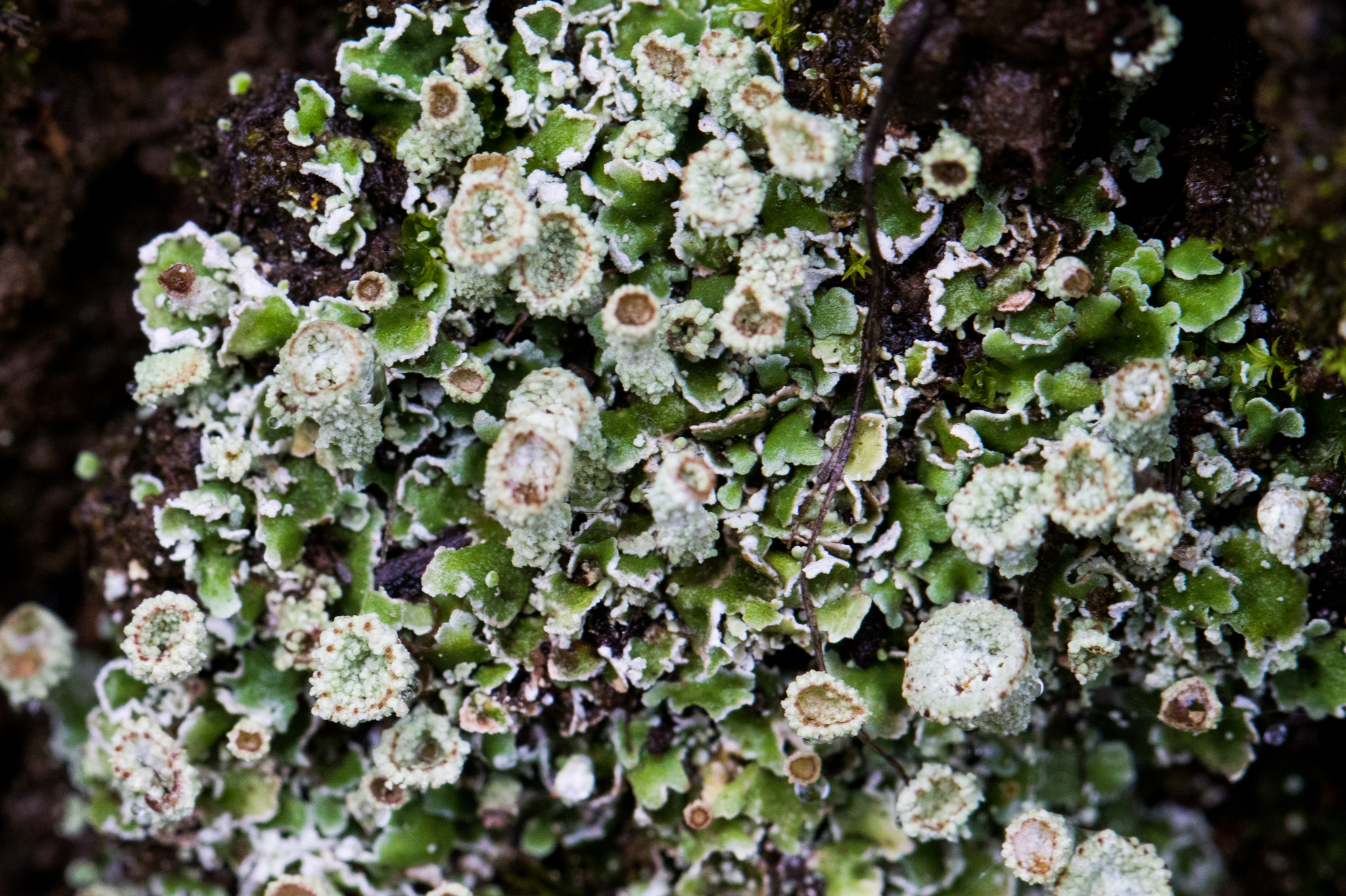 Cladonia fimbriata image